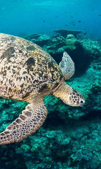 Sipadan Sabah Scuba Diving Portrait