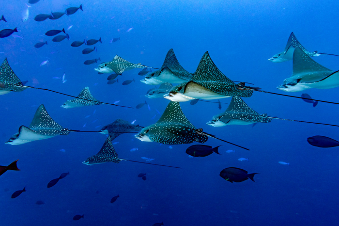 Maldives Addu Scuba Diving 5