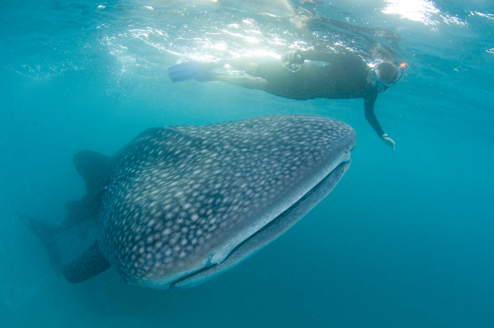 Baa Atoll Hanifaru Bay Maldives 2