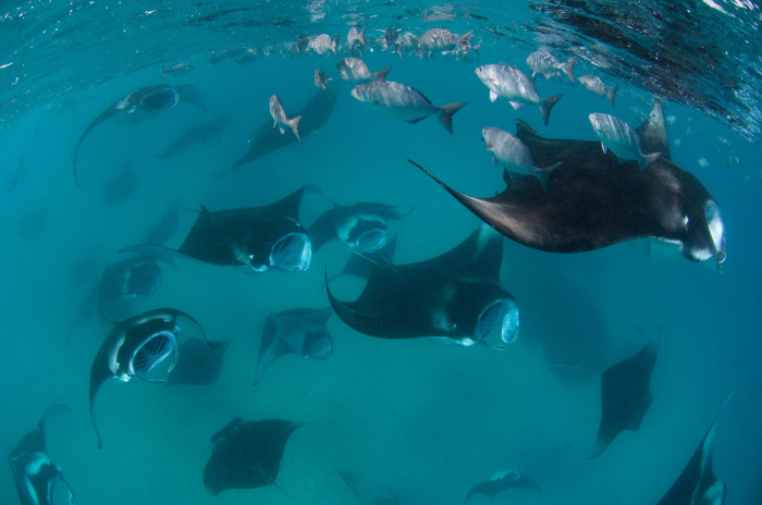 Maldives Baa Manta Rays Feeding
