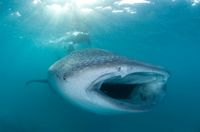 Maldives Baa Whaleshark Snorkeler
