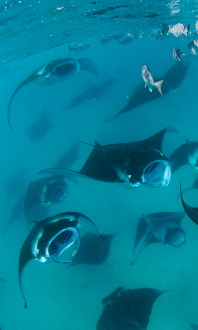 Baa Atoll Maldives Scuba Diving Portrait