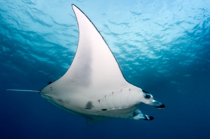 Dhaalu Faafu Atoll Scuba Diving Maldives 4