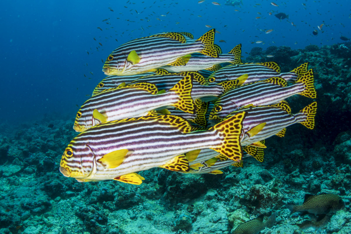 Dhaalu Faafu Atoll Scuba Diving Maldives 6