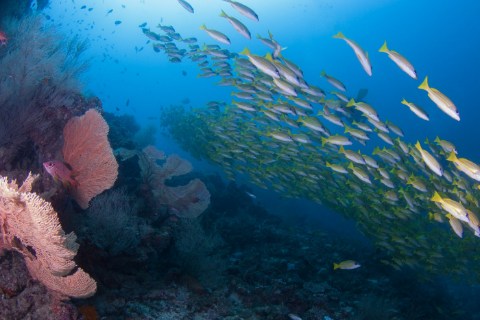 Dhaalu Faafu Atoll Scuba Diving Maldives 11