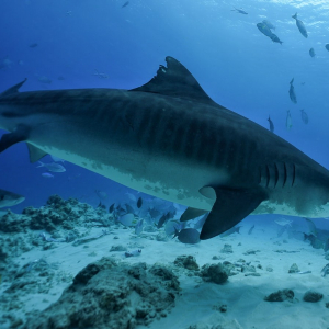 Fuvahmulah Atoll Tiger Shark Banner Min