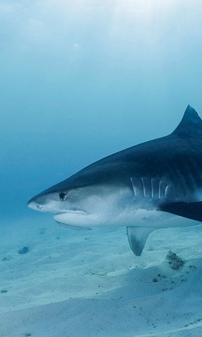 Fuvahulah Scuba Diving Portrait