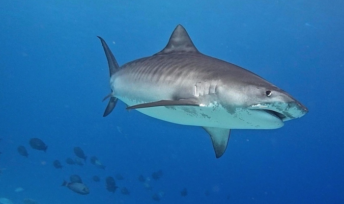 Fuvahmulah Dive School Tiger Shark