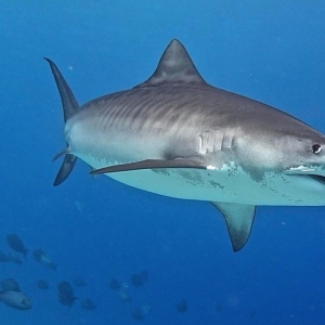 Fuvahmulah Dive School Tiger Shark