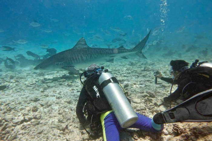 Fuvahmulah Dive School Tiger Shark1