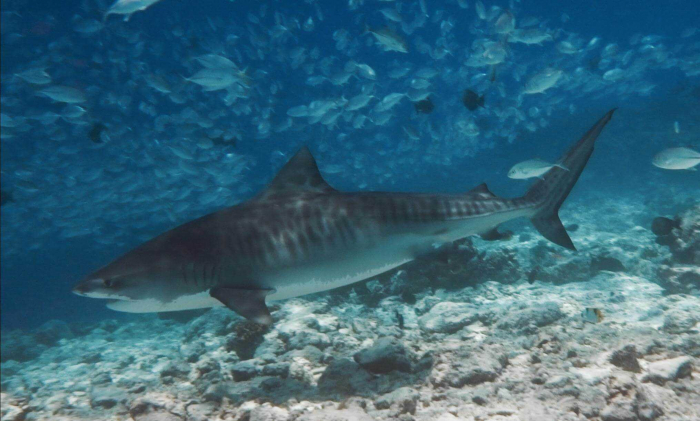 Fuvahmulah Dive School Tiger Shark