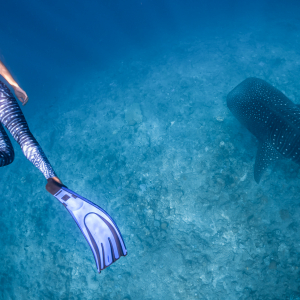 Maldives Scuba Diving Whale Shark Banner