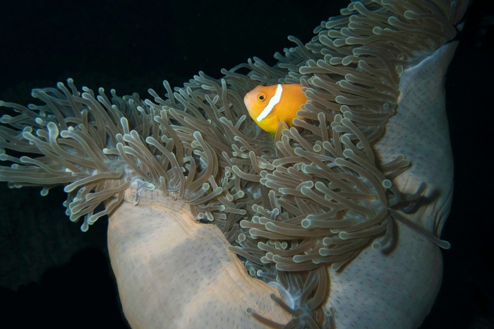 Huvadhoo Atoll Scuba Diving Maldives 20