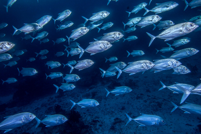 Huvadhoo Atoll Scuba Diving Maldives 7