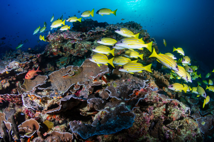 Huvadhoo Atoll Scuba Diving Maldives 10