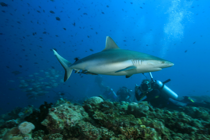 North Ari Maldives Scuba Diving 2