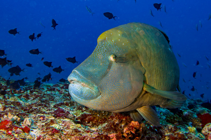 North Ari Maldives Scuba Diving 3