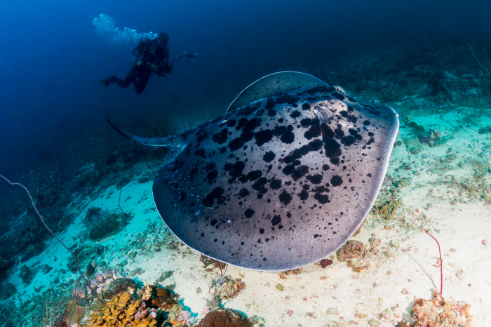 North Ari Maldives Scuba Diving 6
