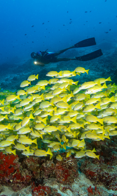 North Ari Maldives Scuba Diving Portrait