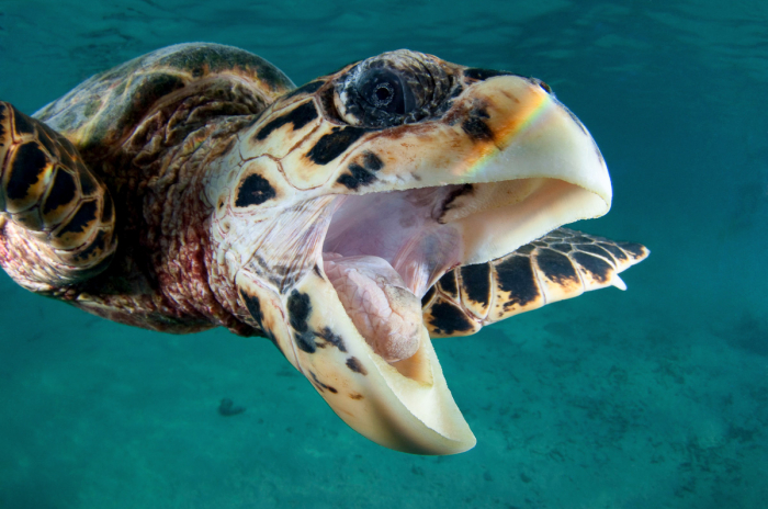 North Male Maldives Scuba Diving 3