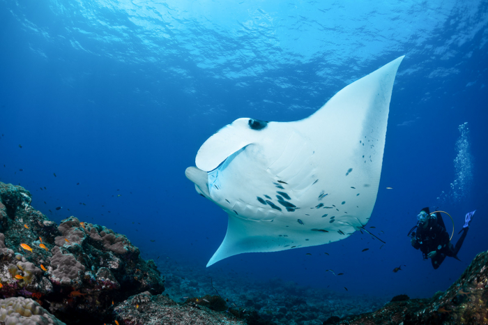 North Male Maldives Scuba Diving 6