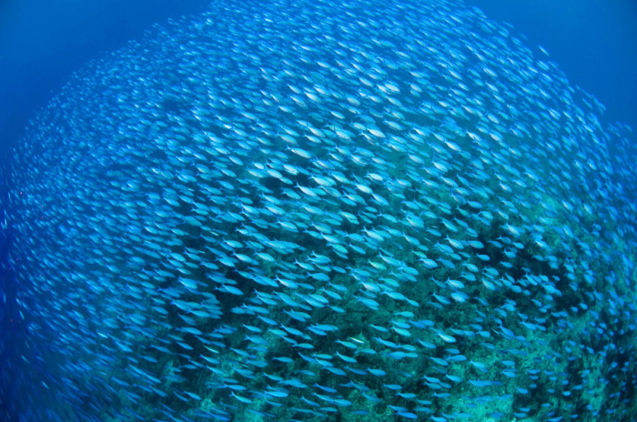 North Male Maldives Scuba Diving 8