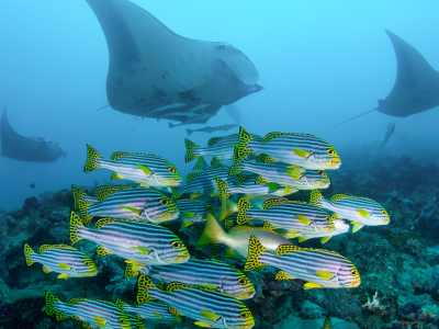 North Male Maldives Scuba Diving Banner