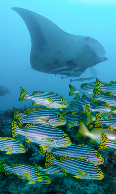 North Male Maldives Scuba Diving Portrait