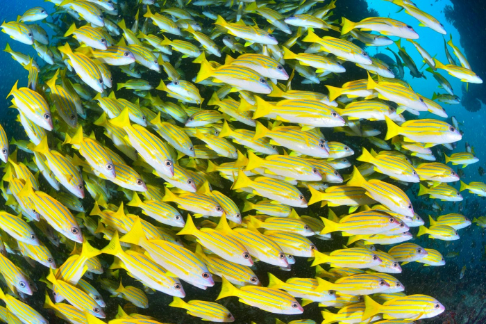 Raa Atoll Scuba Diving Maldives 4