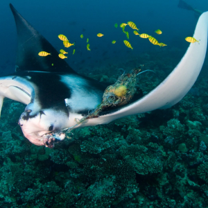 Maldives Rasdhoo Manta Ray Rescue 6