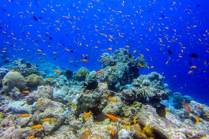 Drop Dive Maldives 02