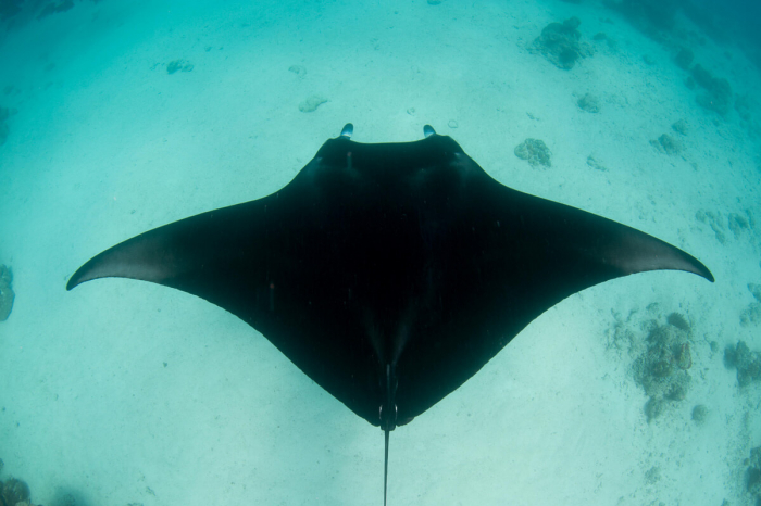 Rasdhoo Dive Lodge01
