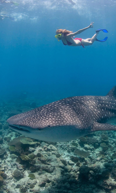 South Ari Scuba Diving Whale Shark Portrait