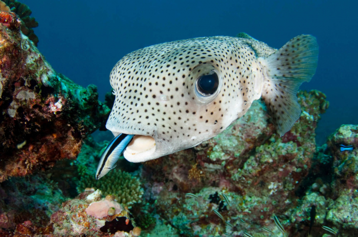 Maldives South Ari Porcupinefish
