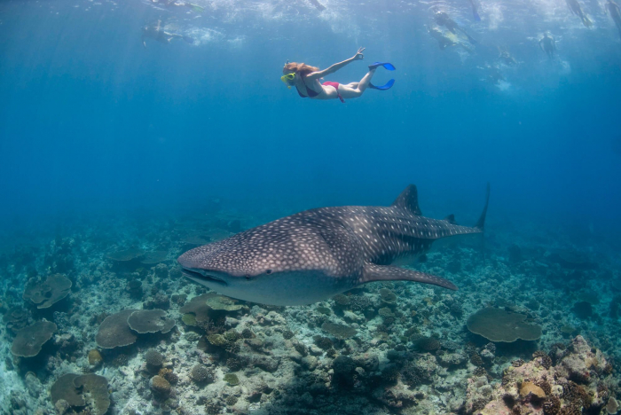 Maldives South Ari Whaleshark Snorkeler