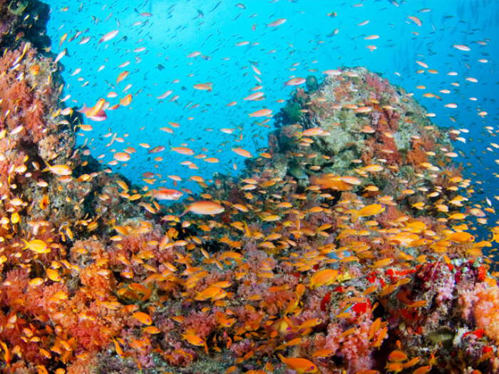 South Male Atoll Thumbnail