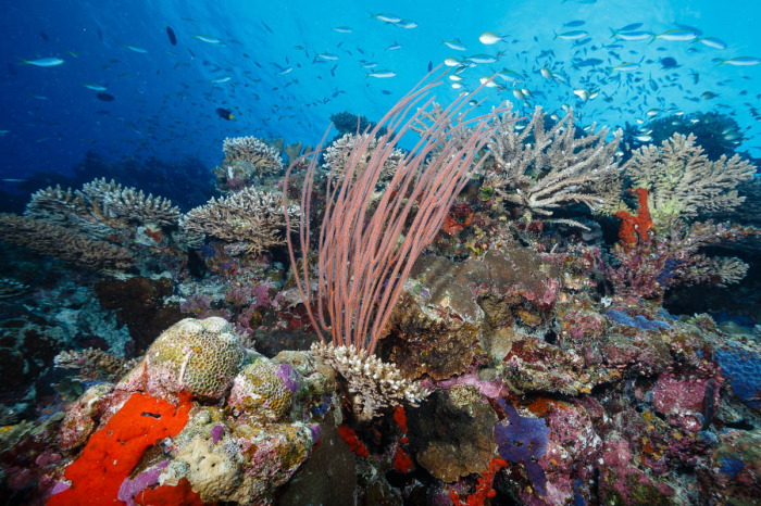 Laamu Atoll Maldives Scuba Diving 3