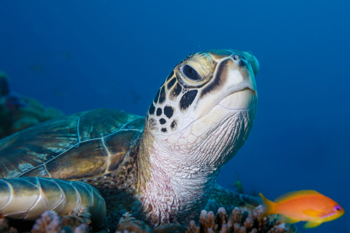 Laamu Atoll Maldives Scuba Diving 5