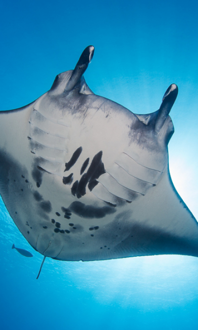 Laamu Thaa Scuba Diving Portrait