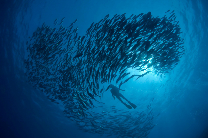 Vaavu Atoll Maldives Scuba Diving 2