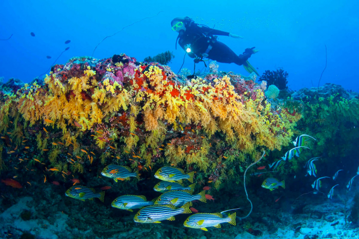 Vaavu Atoll Maldives Scuba Diving 7