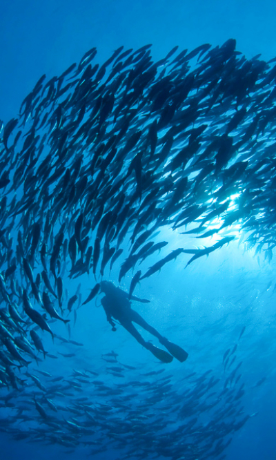 Vaavu Atoll Maldives Scuba Diving Portrait