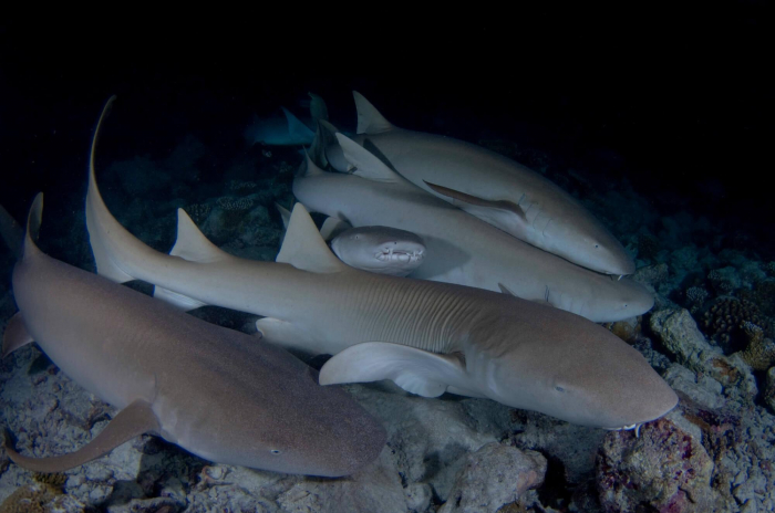 Maldives Vaavu Nursesharks Nightdive