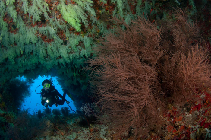 Maldives Vaavu Soft Coral Cave