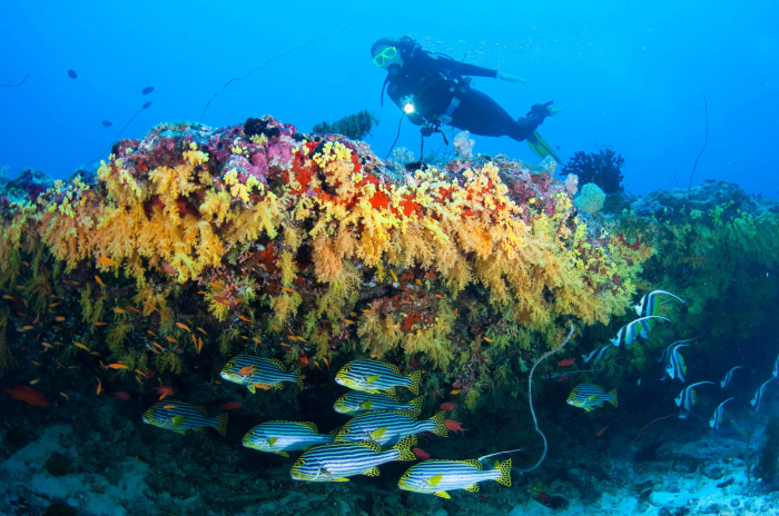 Maldives Vaavu Softcoral Reef 2