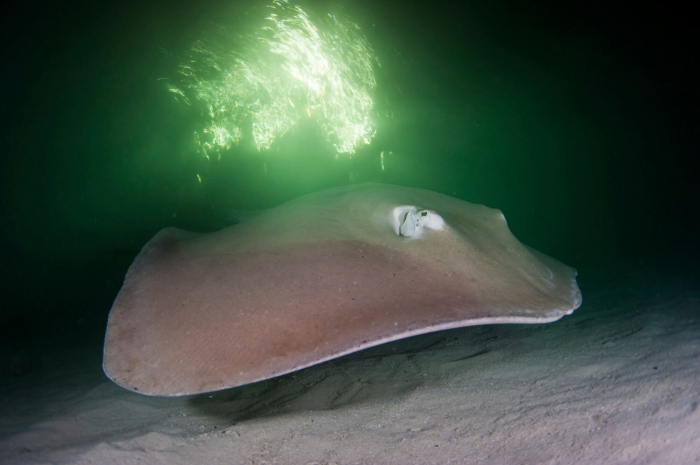 Maldives Vaavu Whiptail Ray Nightdive