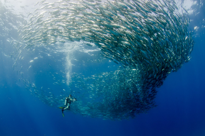 Cabo Pulmo Diving Mexico 2