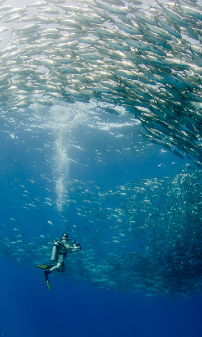 Cabo Pulmo Diving Mexico Portrait