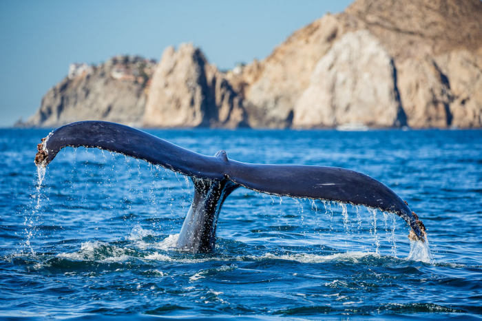 Cabo San Lucas Mexico 6