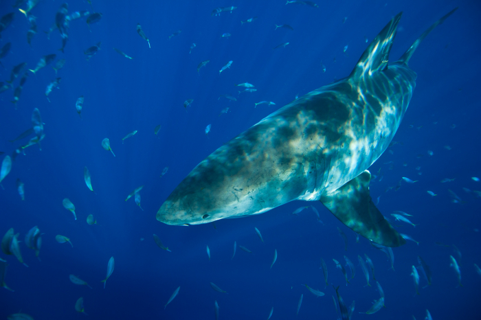 Guadalupe Island Mexico Diving Shark 6